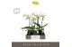 Phalaenopsis wit Maistro Beethoven 2 spike 50 cm in Abruzzo Black Aquo 