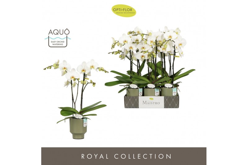 Phalaenopsis wit Maistro Beethoven 2 spike 50 cm in Emilia Green Aquo  