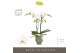 Phalaenopsis wit Maistro Beethoven 2 spike 50 cm in Emilia Green Aquo  