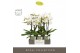 Phalaenopsis wit Maistro Beethoven 2 spike 50 cm in Emilia Green Aquo  