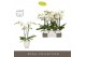 Phalaenopsis wit Maistro Beethoven 2 spike 50 cm in Emilia White Aquo  