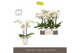 Phalaenopsis wit Maistro Beethoven 2 spike 50 cm in Emilia White Aquo 