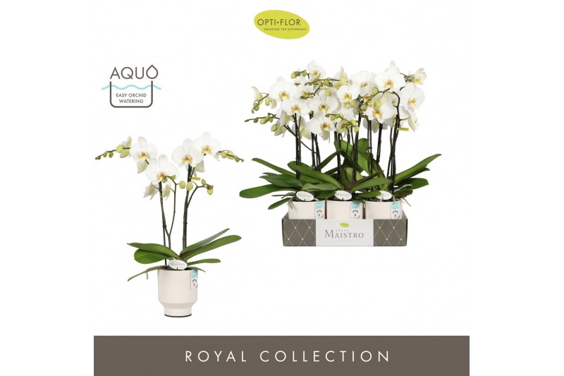 Phalaenopsis wit Maistro Beethoven 2 spike 50 cm in Emilia White Aquo  