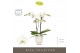 Phalaenopsis wit Maistro Beethoven 2 spike 50 cm in Emilia White Aquo  