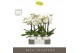 Phalaenopsis wit Maistro Beethoven 2 spike 50 cm in Emilia White Aquo  