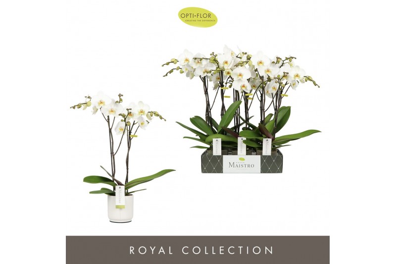 Phalaenopsis wit Maistro Beethoven 2 spike 50 cm in Lazio White 18 bl. 