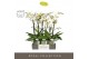 Phalaenopsis wit Maistro Beethoven 2 spike 60 cm in Emilia Green Aquo  