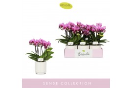 Phalaenopsis multiflora paars Boquetto Delight 3-5 spike in Lazio Whit