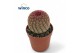 Echinocactus Echinocereus Rubrispinus 