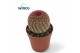 Echinocactus Echinocereus Rubrispinus 