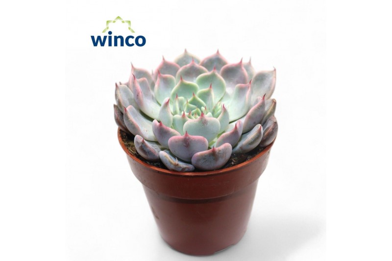 Echeveria Echeveria Roseaoverige bl. 