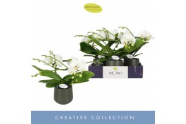 Phalaenopsis wit Dioro Prestige 2 spike in Anja Dark Green 16 bl. 2 ta