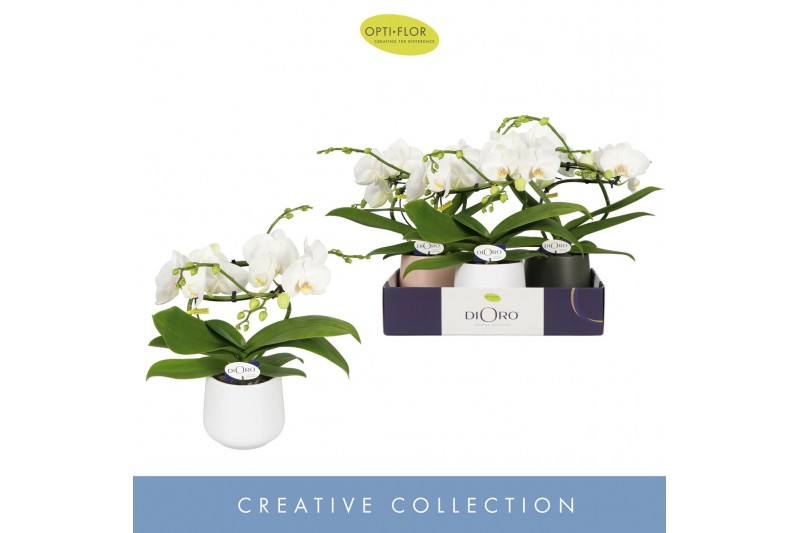 Phalaenopsis wit Dioro Prestige 2 spike in Anja Mix 16 bl. 2 tak/plnt  