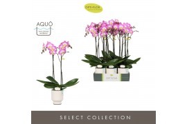 Phalaenopsis paars Optistar Carey 2 spike in Emilia White Aquo 15 bl. 