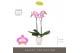 Phalaenopsis paars Optistar Carey 2 spike in Emilia White Aquo 15 bl.  