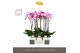 Phalaenopsis paars Optistar Carey 2 spike in Emilia White Aquo 15 bl.  