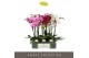 Phalaenopsis mix Optistar Hollywood Mix 3 spike 60 cm 18 bl. 3 tak/pln 
