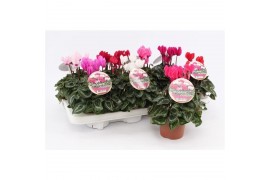 Cyclamen pers. midi garden Cyclaam Garden Green Leaf22 cm diameter 1 p