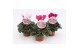 Cyclamen pers. midi garden Cyclaam Garden Green Leaf22 cm diameter 1 p 