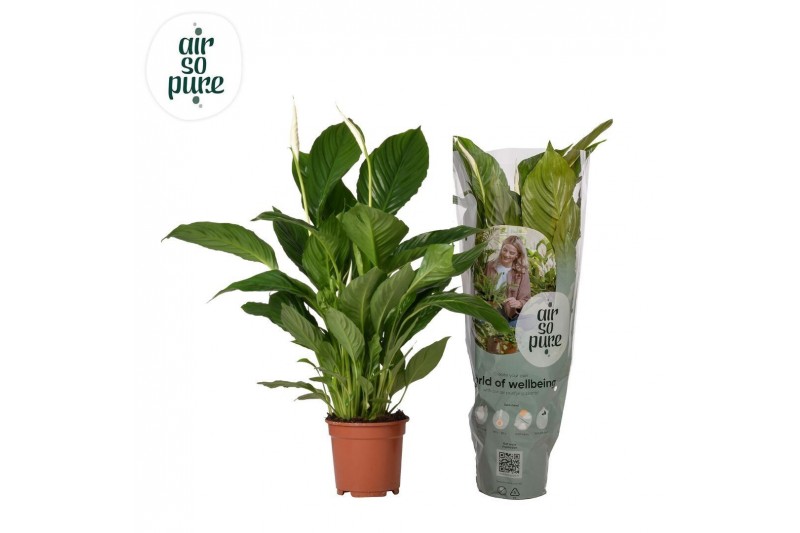 Spathiphyllum vivaldi 2+ - Air So Pure 