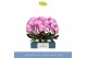 Phalaenopsis roze Mirror Miracle Kiara 2 spike15 bl. 2 tak/plnt 