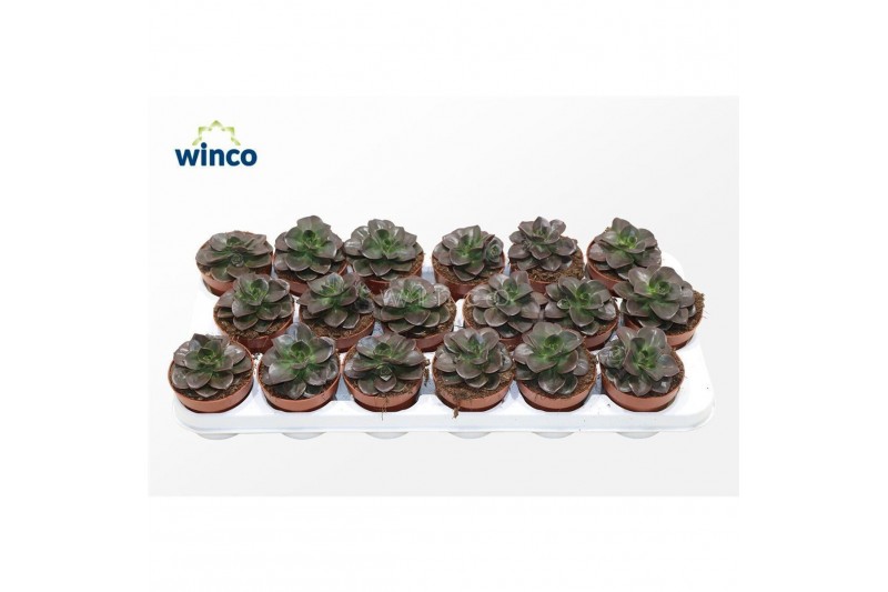 Echeveria Echeveria Melaco1 bl. 