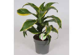 Dracaena dorado compacta Dracaena Dorado1 pp