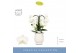 Phalaenopsis wit Fontano Bellagio 3 spike in Abruzzo White Aquo25 bl.  