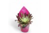 Aeonium Sierras - Aeonium Mardi Grass1 pp