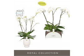 Phalaenopsis wit Theatro Classico 3 spike in Abruzzo White Aquo 24 bl.