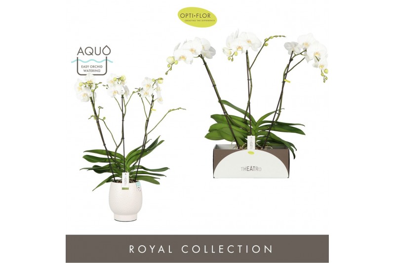 Phalaenopsis wit Theatro Classico 3 spike in Abruzzo White Aquo 24 bl. 