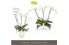 Phalaenopsis wit Theatro Classico 3 spike in Abruzzo White Aquo 24 bl.
