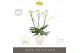 Phalaenopsis wit Theatro Classico 3 spike in Abruzzo White Aquo 24 bl. 