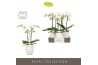 Phalaenopsis wit Maistro Beethoven 2 spike 50 cm in Abruzzo White Aquo
