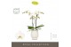 Phalaenopsis wit Maistro Beethoven 2 spike 50 cm in Abruzzo White Aquo 