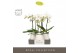Phalaenopsis wit Maistro Beethoven 2 spike 50 cm in Abruzzo White Aquo 