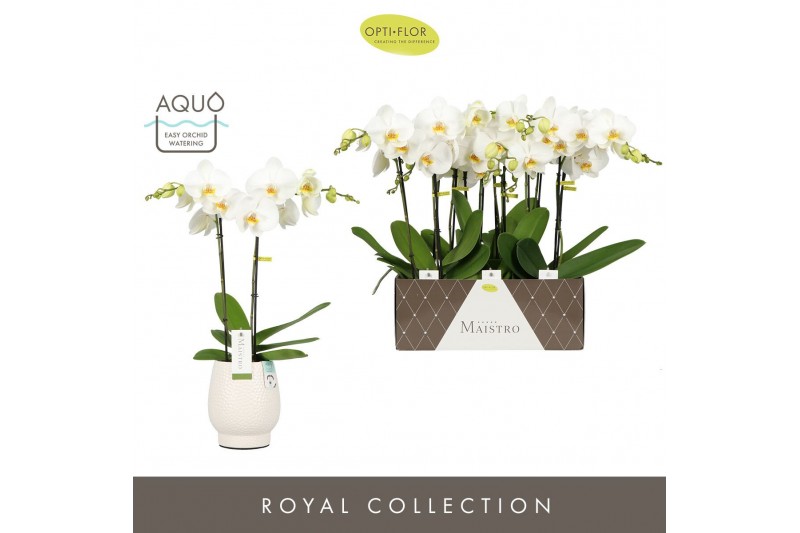 Phalaenopsis wit Maistro Verdi 2 spike 60 cm in Abruzzo White Aquo 18  