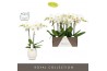 Phalaenopsis wit Maistro Verdi 2 spike 60 cm in Abruzzo White Aquo 18 