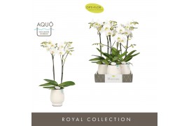 Phalaenopsis wit Maistro Beethoven 2 spike 60 cm in Abruzzo White Aquo