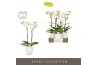 Phalaenopsis wit Maistro Beethoven 2 spike 60 cm in Abruzzo White Aquo