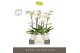 Phalaenopsis wit Maistro Beethoven 2 spike 60 cm in Abruzzo White Aquo 