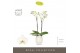 Phalaenopsis wit Maistro Beethoven 2 spike 60 cm in Abruzzo White Aquo 