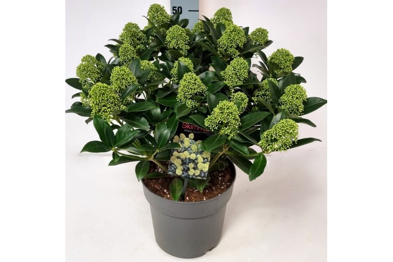 Skimmia japonica white globe Skimmia jap. White Globe P2220 bl. 