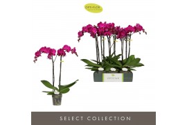 Phalaenopsis paars Optistar Lopez 2 spike 15 bl. 2 tak/plnt