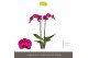 Phalaenopsis paars Optistar Lopez 2 spike 15 bl. 2 tak/plnt 