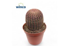 Echinocactus Echinocereus Rubrispinus