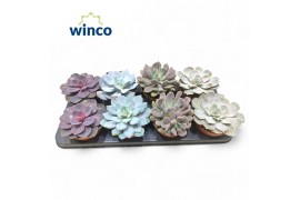 Echeveria mix Echeveria Love Mixoverige bl.