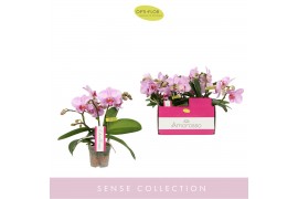 Phalaenopsis multiflora roze Amorosso Merlini 3 spike15 bl. 3 tak/plnt