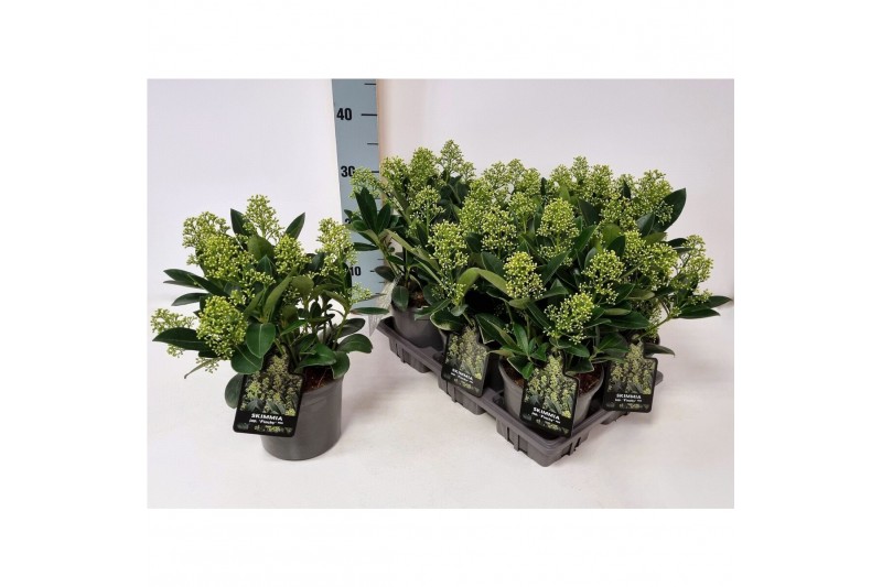 Skimmia japonica finchy Skimmia jap. Finchy P156 bl. 