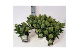 Skimmia japonica fragrant cloud Skimmia jap. Fragrant Cloud P138 bl.